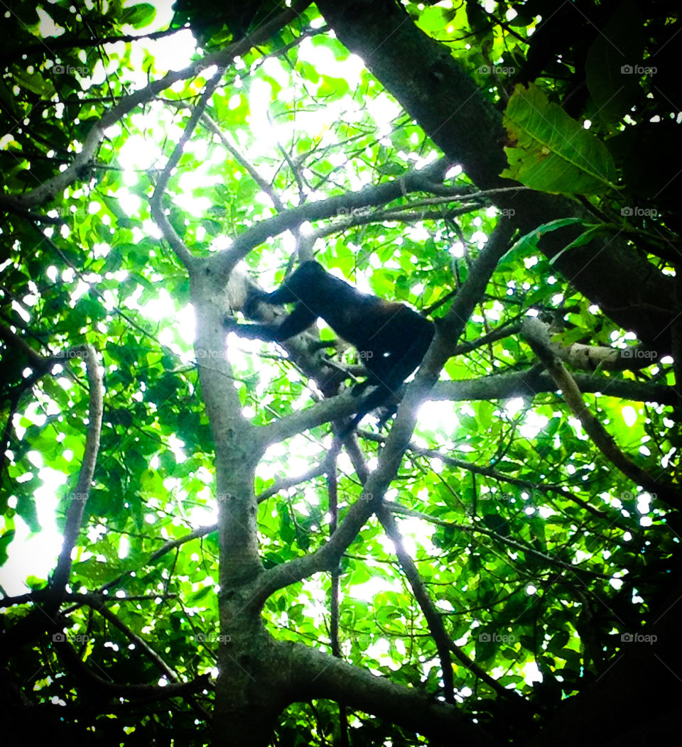 Howler monkey roaring in a tree