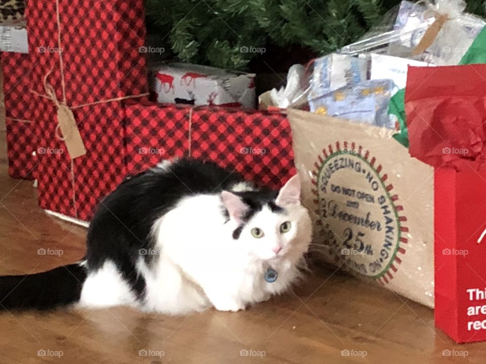 Cat with presents 