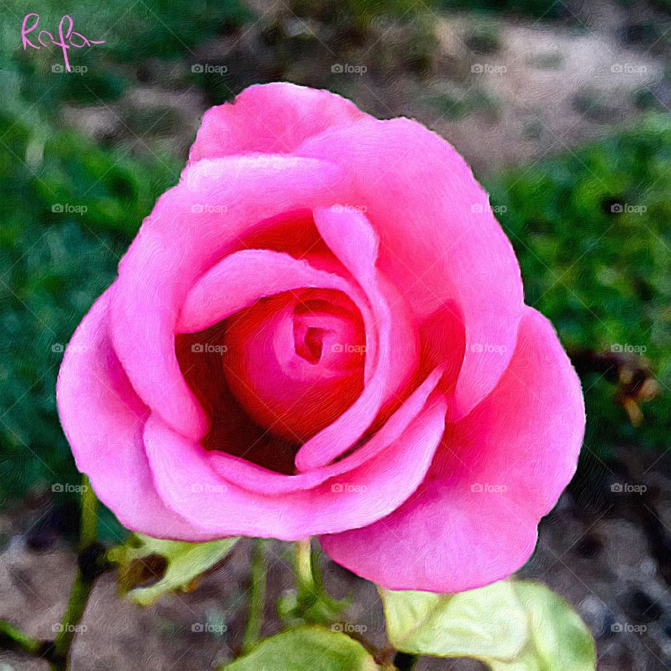 🌺Fim de #cooper! 
Suado, cansado e feliz, alongando e curtindo a beleza das #flores. Hoje, com a roseira “pink” trabalhada no aplicativo do celular. Bacana ou não?
🏁
#corrida #treino #flor #flower #flowers #pétalas #pétala #