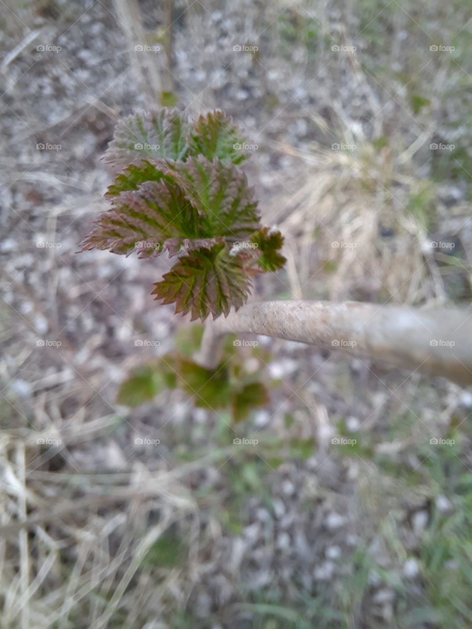 fresh green leaves  of rasberry against gray background