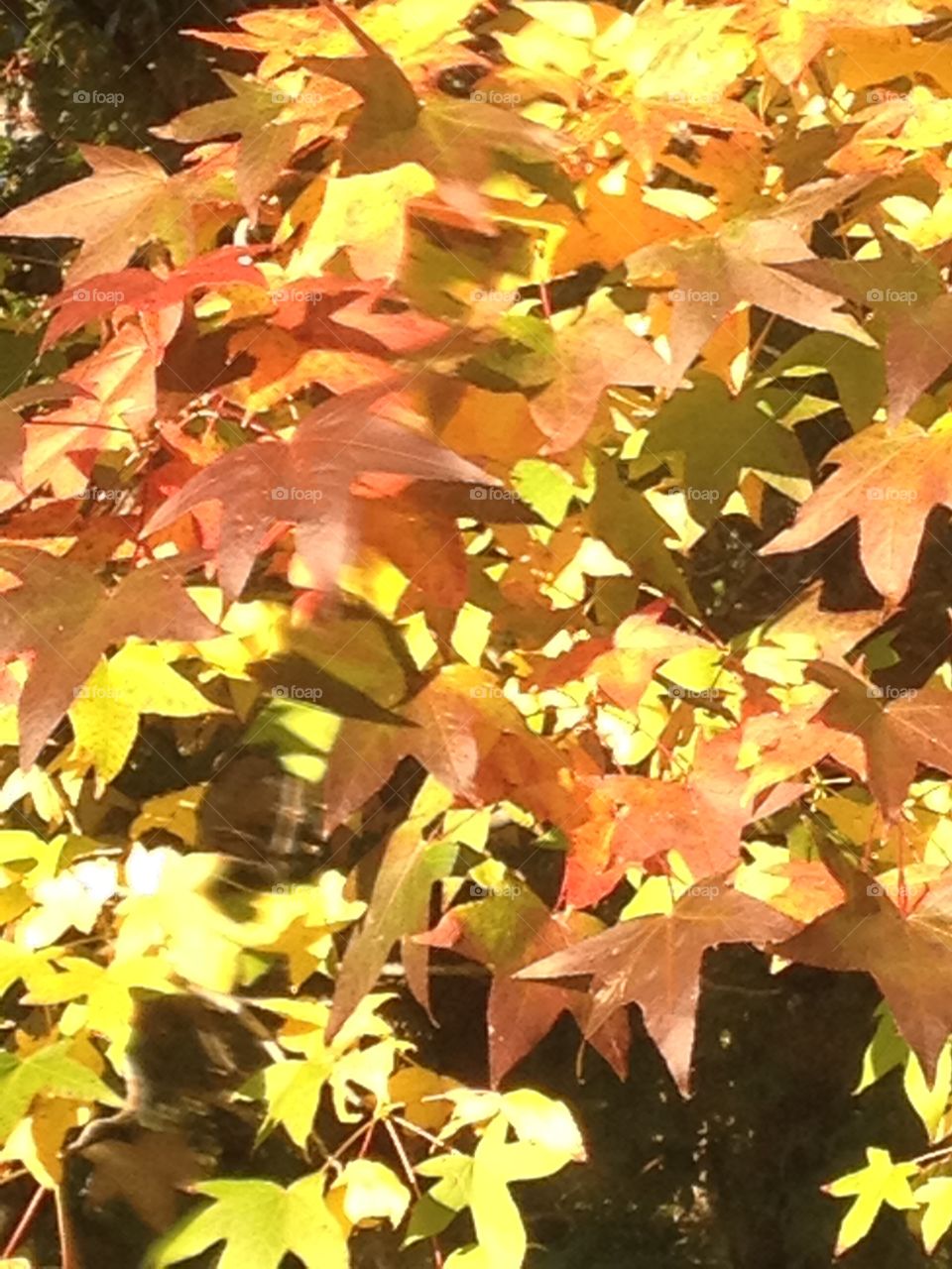 Beautiful fall leaves on tree