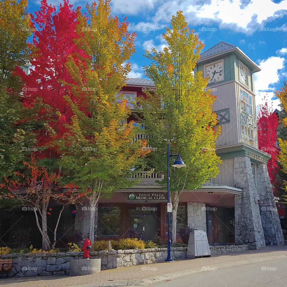 No Person, Tree, Architecture, Fall, House
