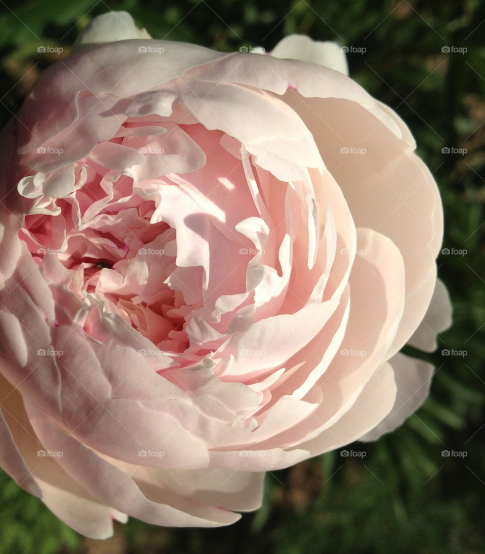 spring garden pink summer by kersti