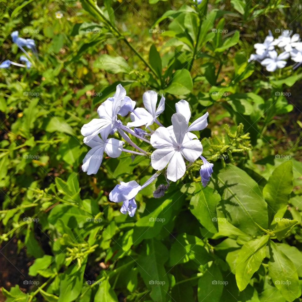 Purple flower on the park