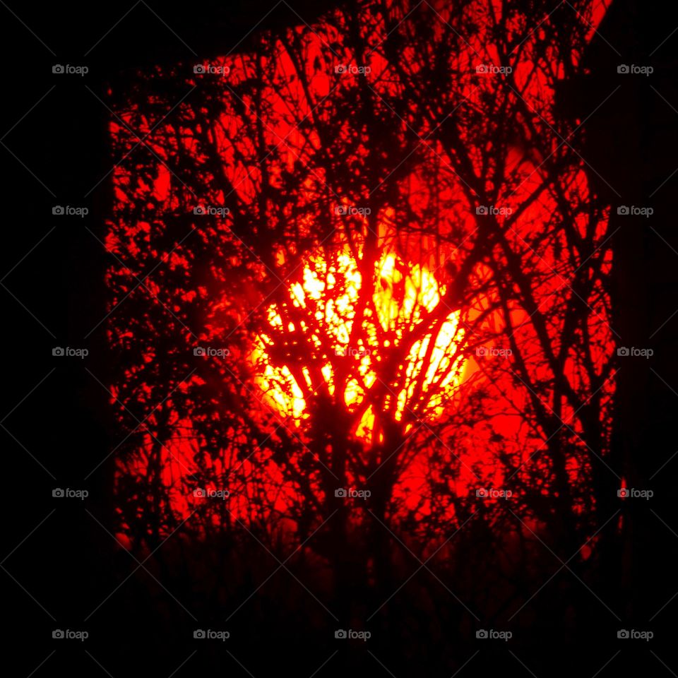 Sundown behind the trees