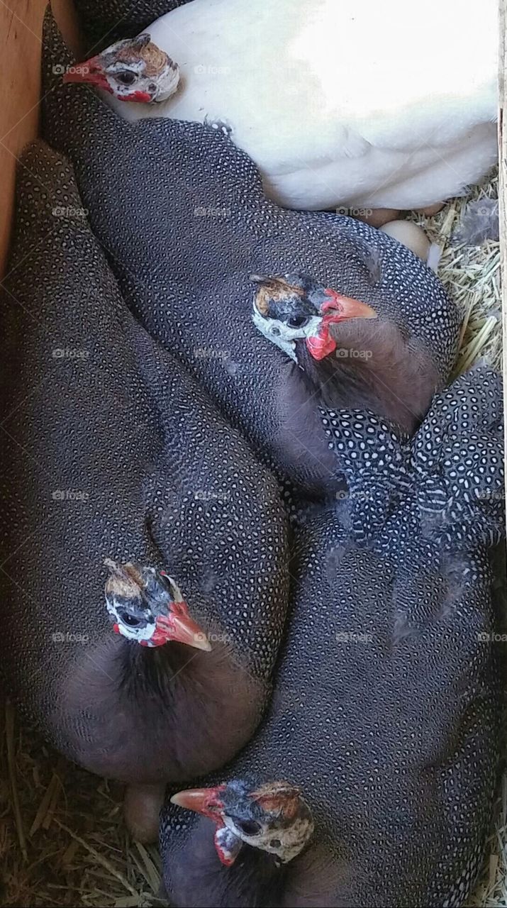 Helmeted guinea fowl brooding