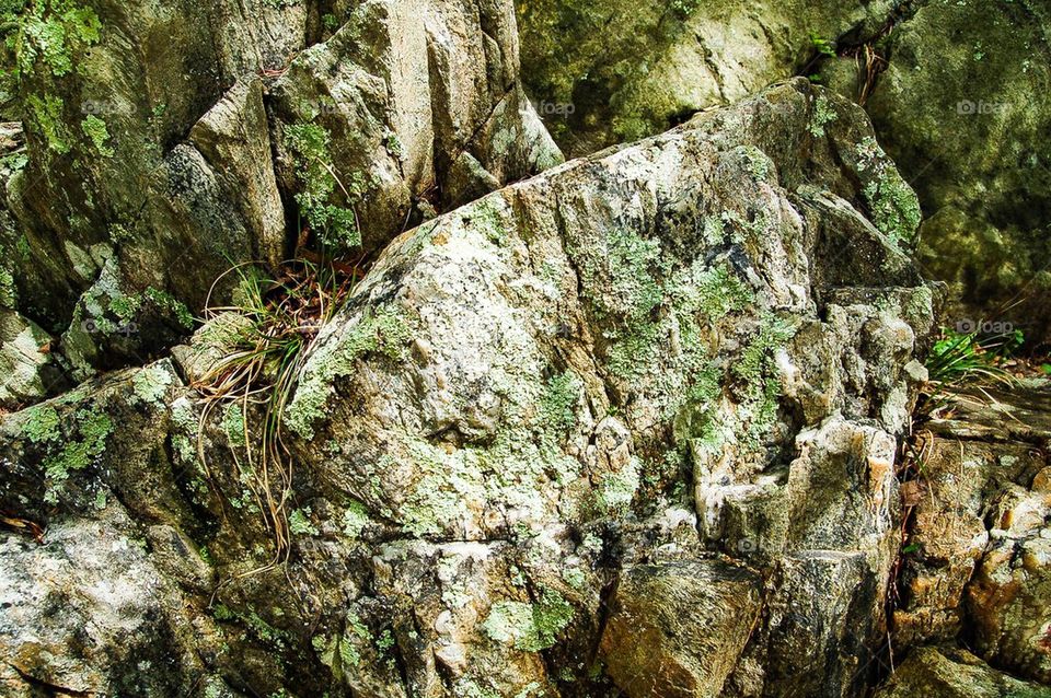 Lichen on Rocks