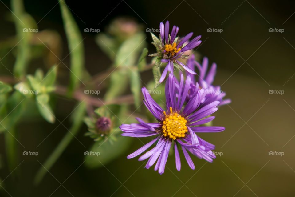 Wild asters