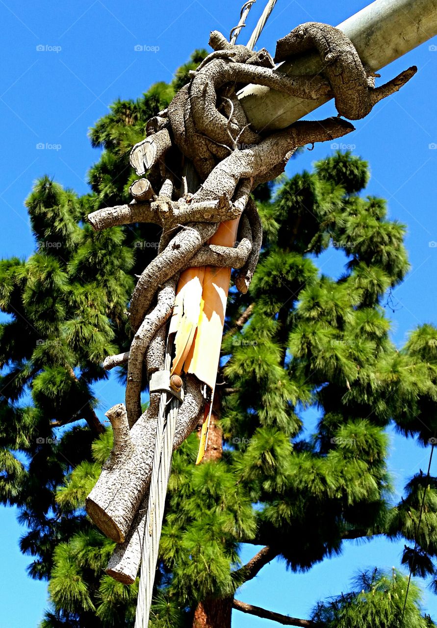 Branch twisted around guy wire . Dead branch twisted around a guy wire & pole I spotted this morning.