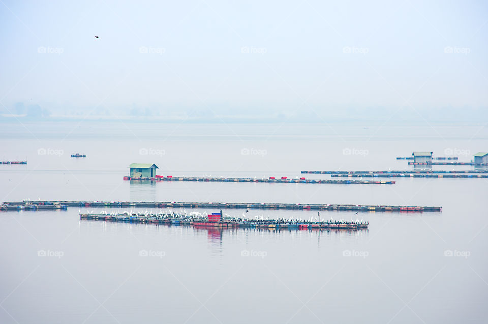 The raft floating fish farming and birds in Krasiew dam ,Supanburi Thailand.