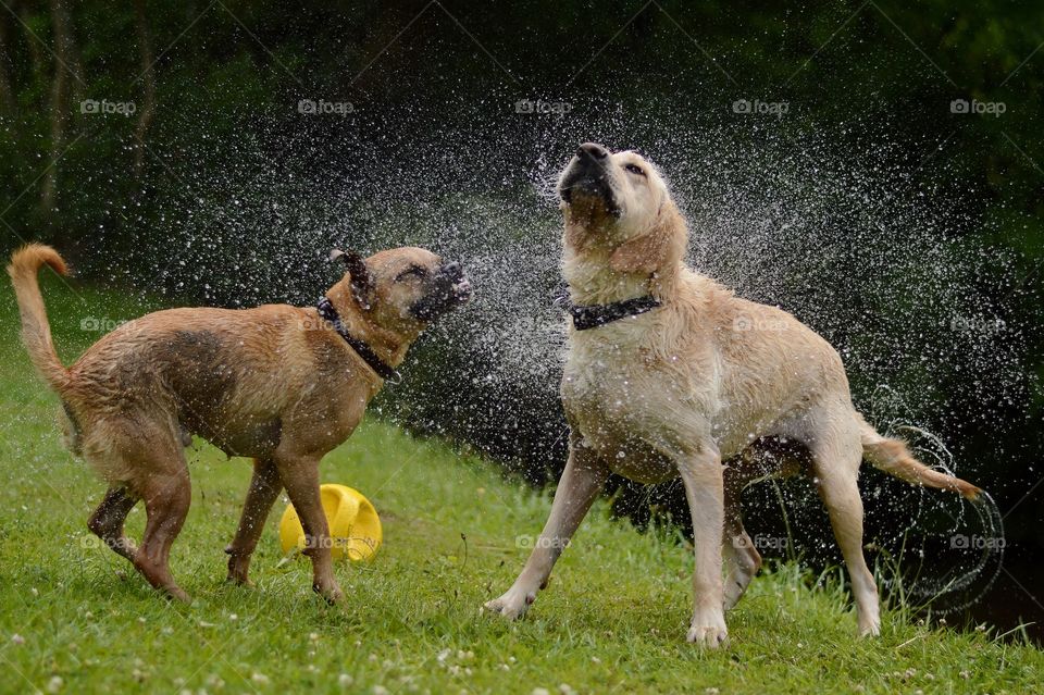 Wet dogs 