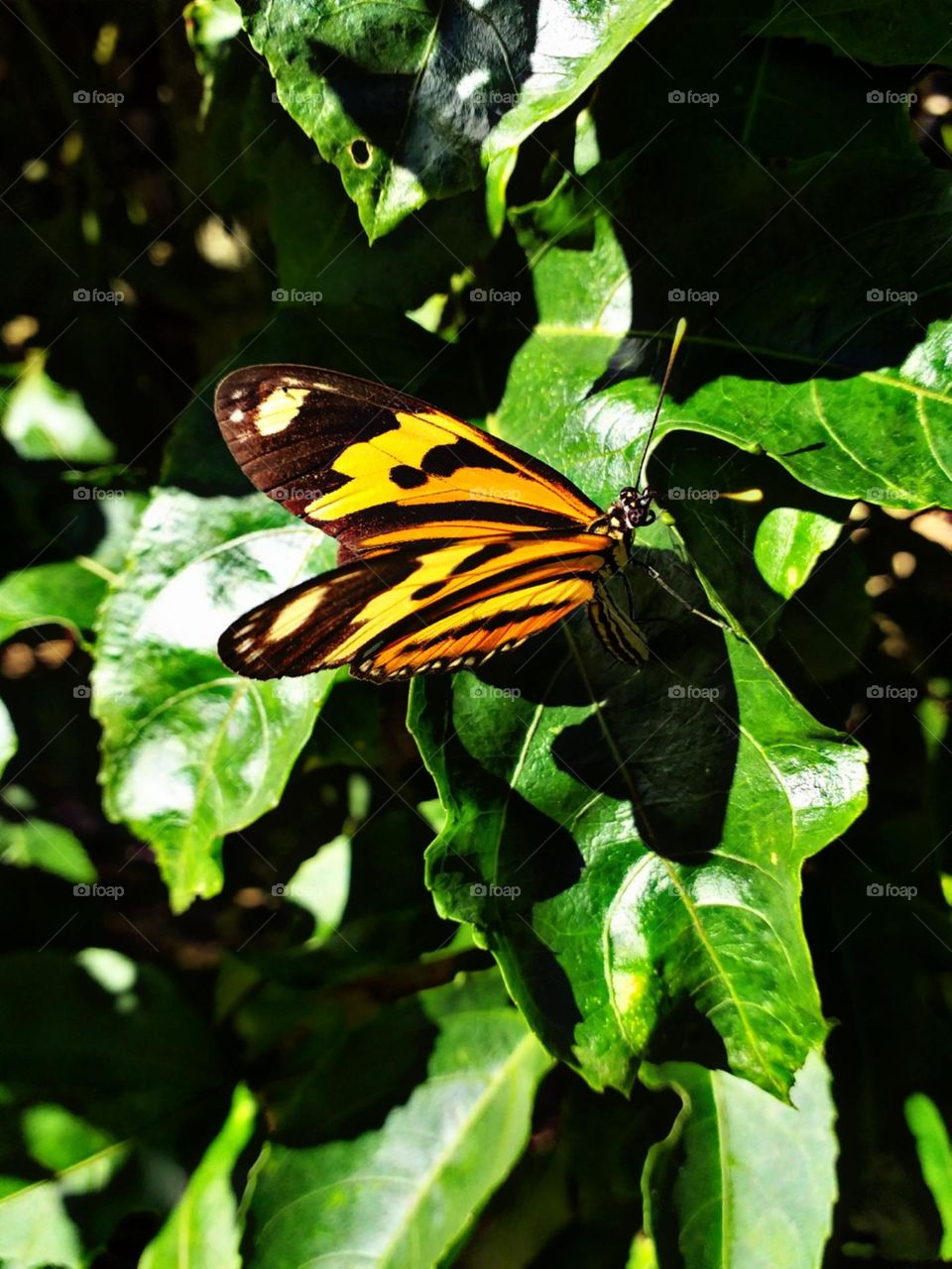 Cores quentes nas asas da borboleta.