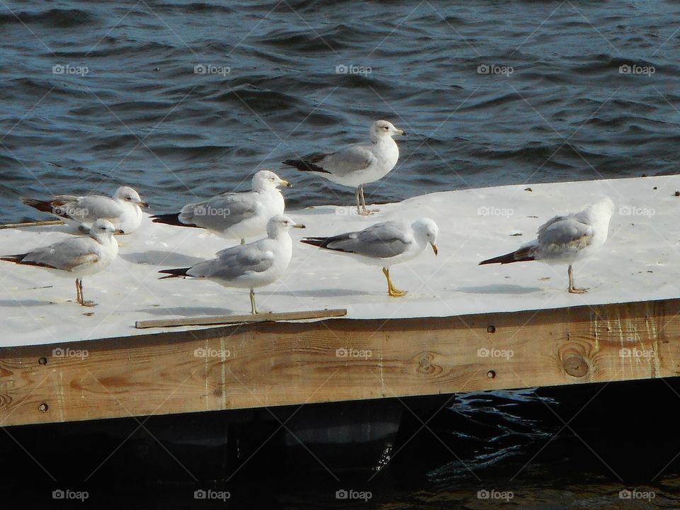 A group of laughing gull standing on a dock in the lake at Cranes Roost Park in Altamonte Springs, Florida.