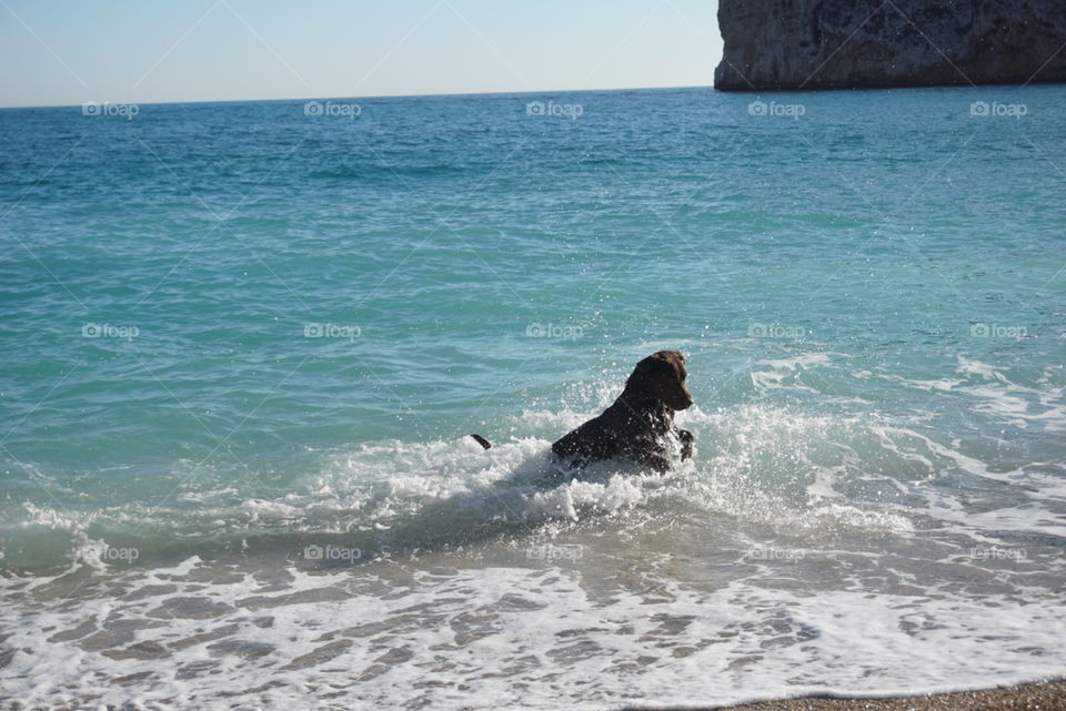 Dog#playing#beach#baby#waves#swim