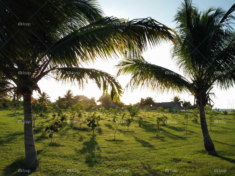 Special tree garden in a resort in Cuba