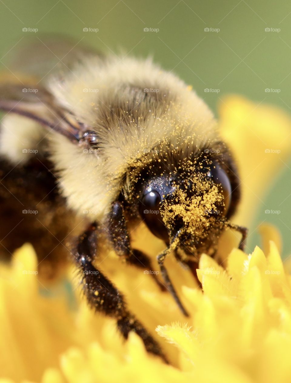 Bee with pollen on its head 