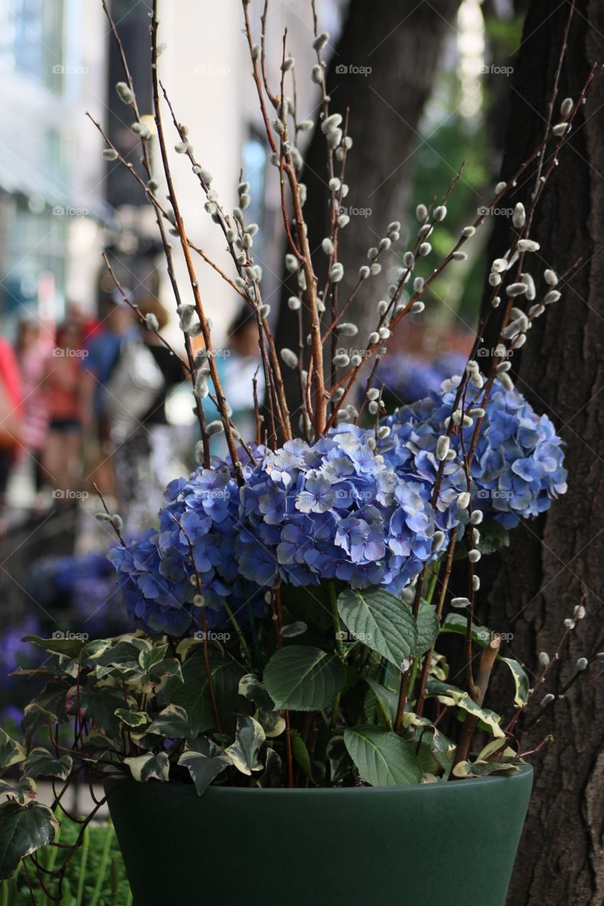 Hydrangeas & Pussy willows 