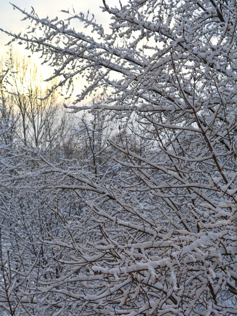 Winter, Frost, Tree, Snow, Branch