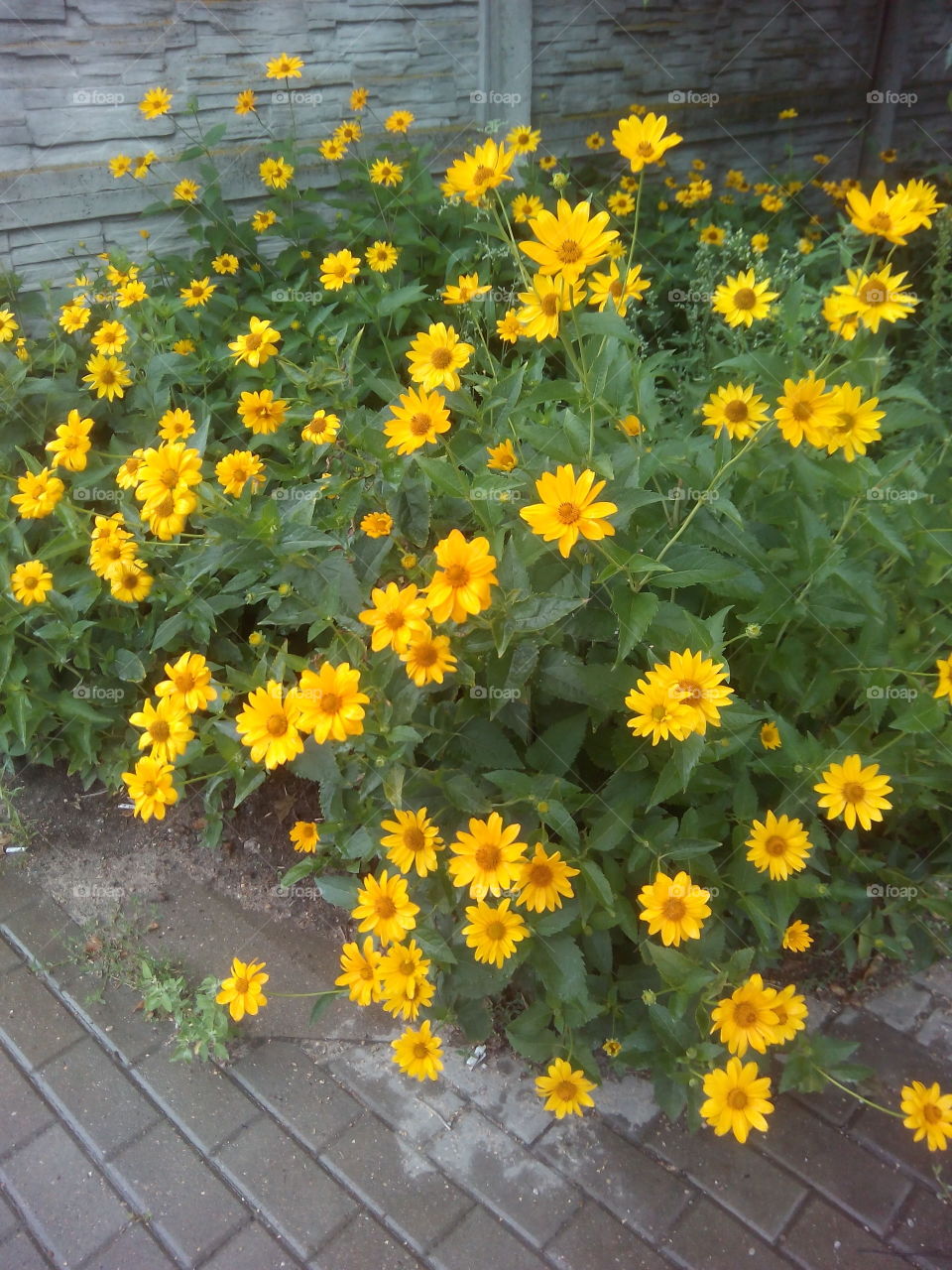 yellow flowers