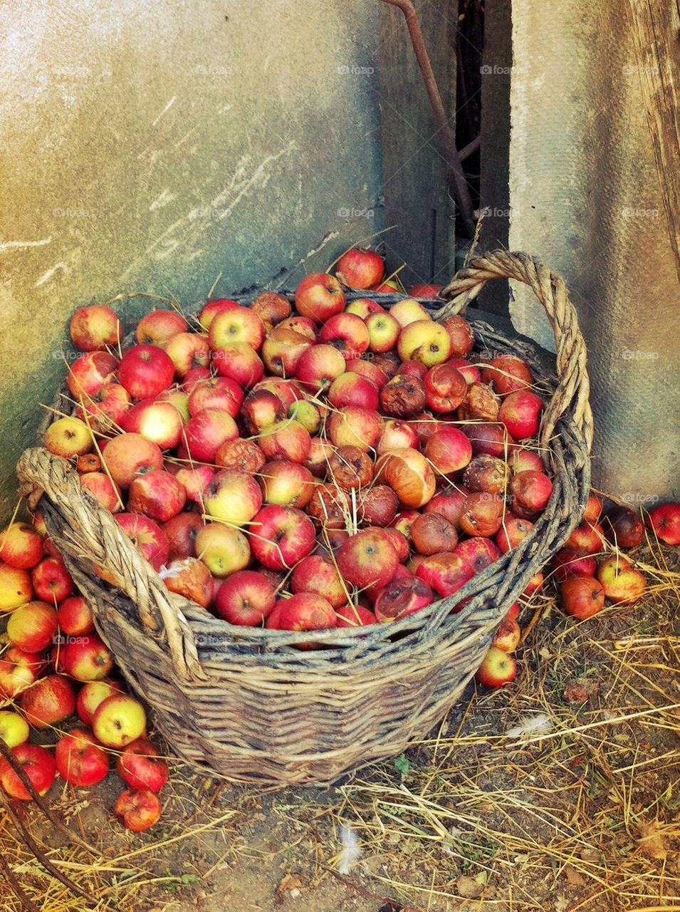 apple basket