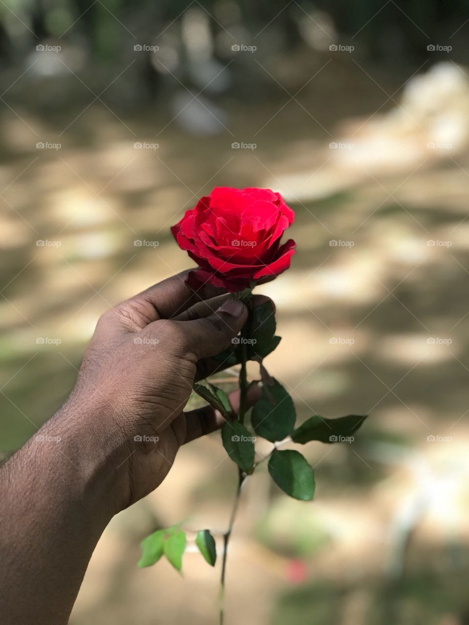 Red rose(Sign of the love)