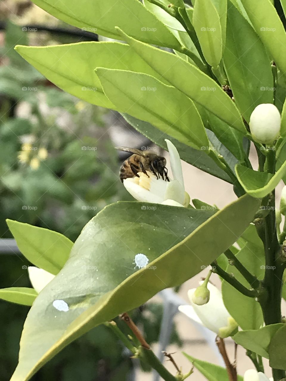 Bee in and orange tree