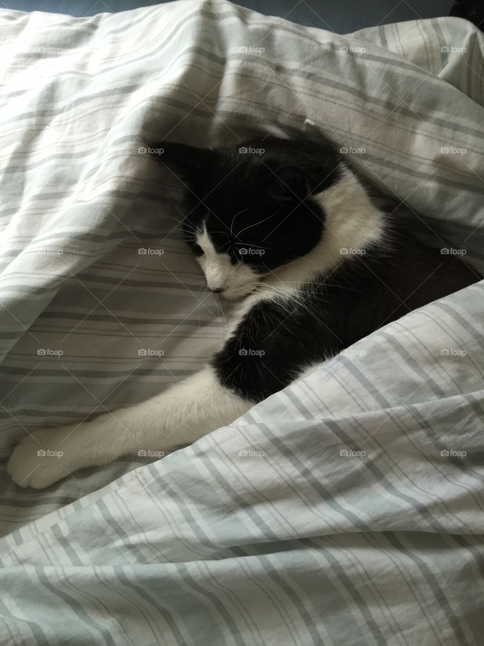 Cat snoozing in bed