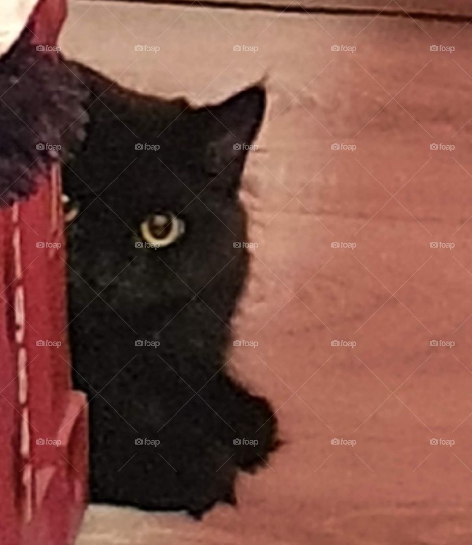 Black cat looks around the corner.