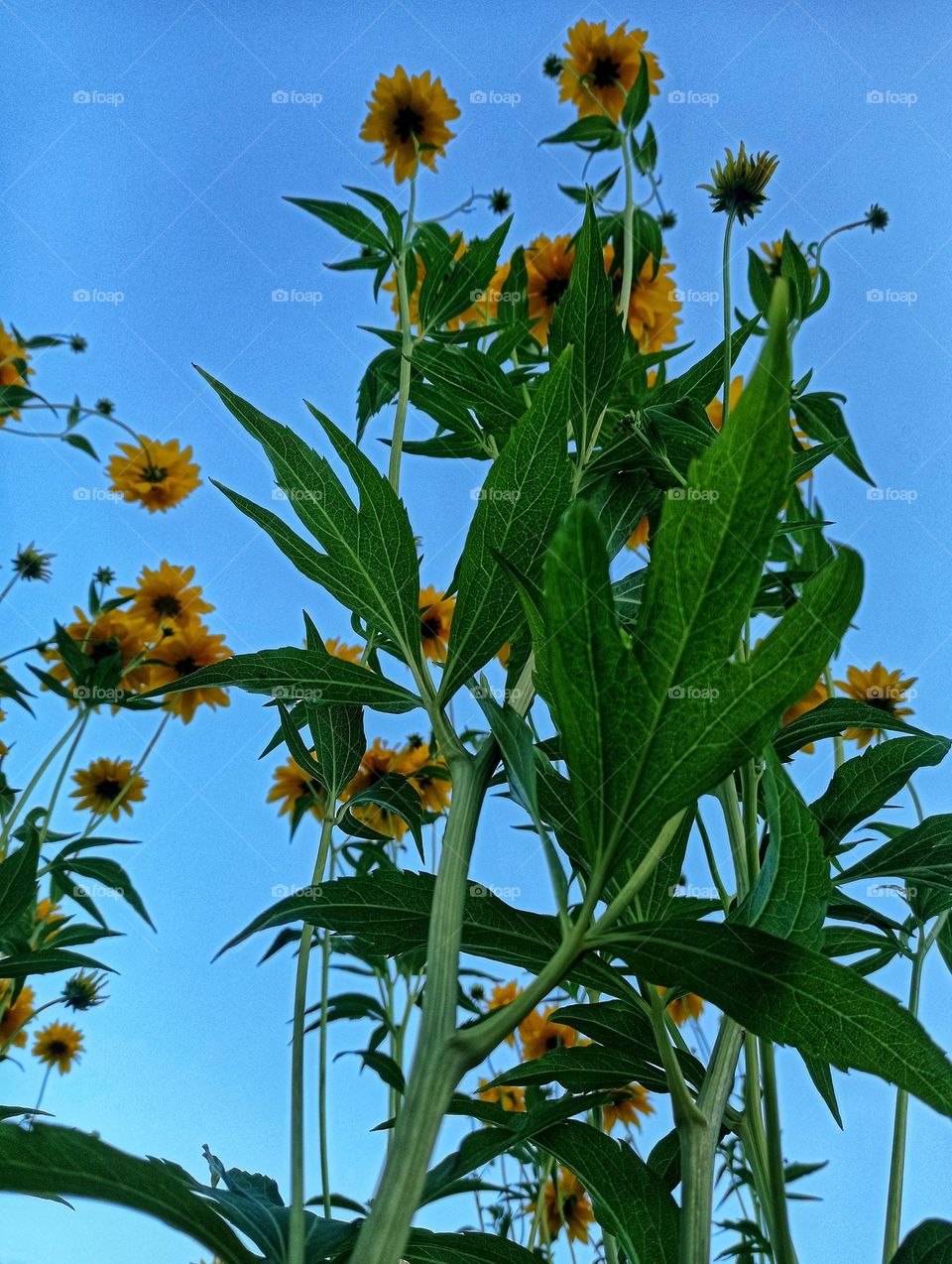 Summer flowers