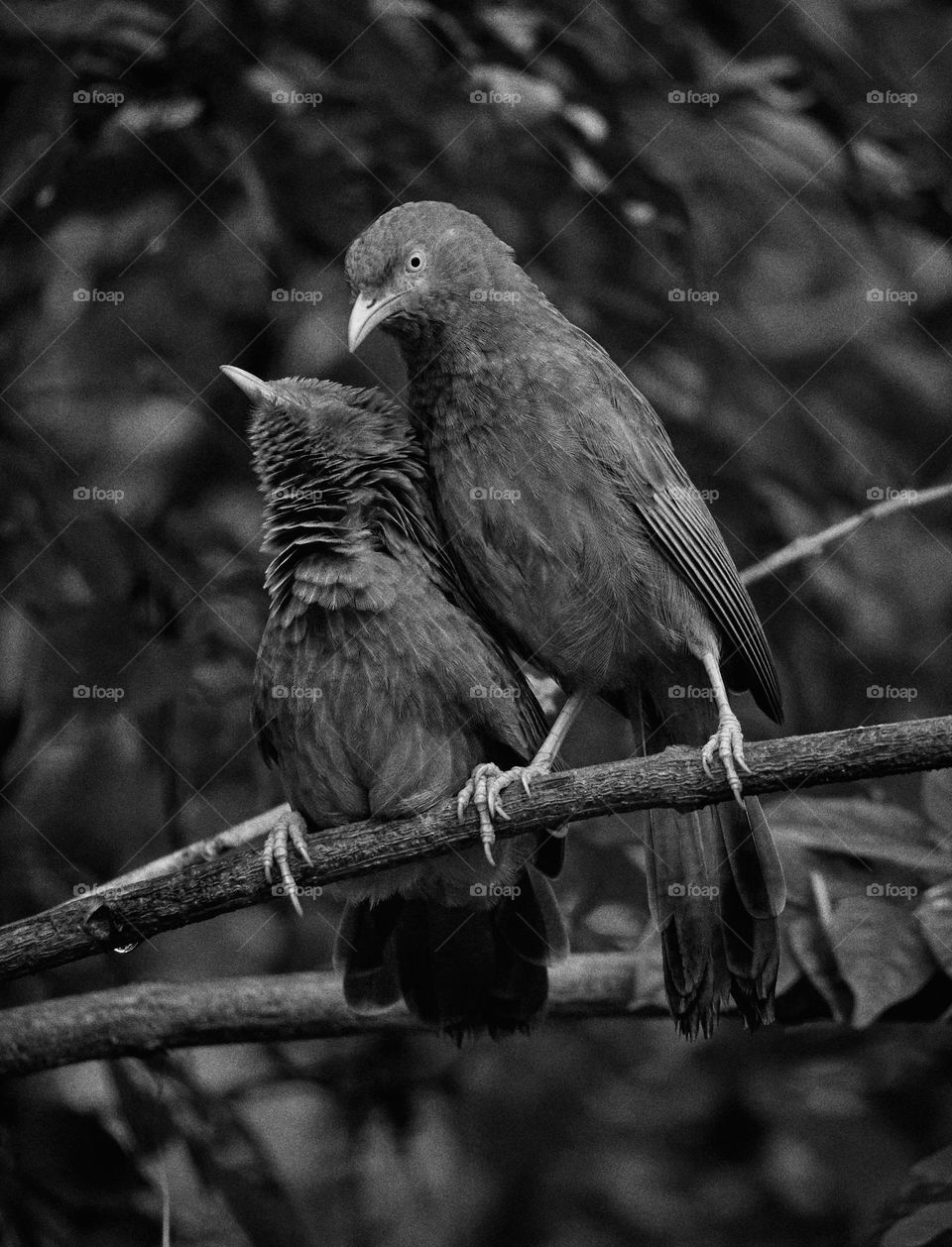 Monochromatic bird photography - bird pairs - perching 
