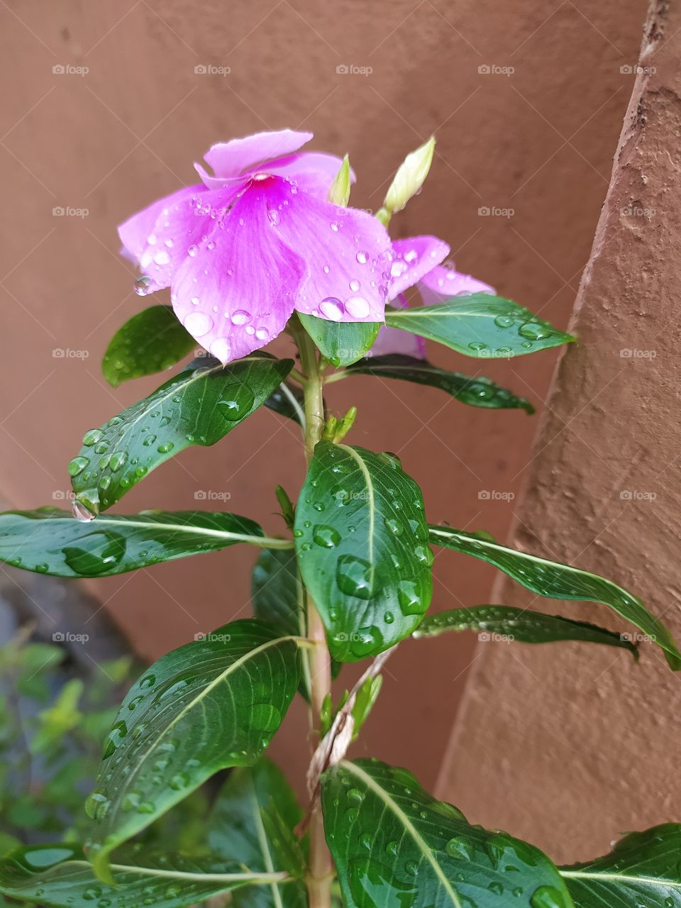 Raindrops shine like pearls on petals and leaves