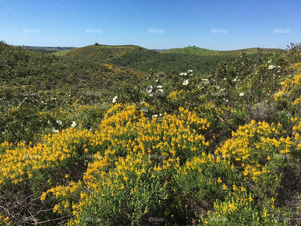 Blooming hills of Portugal 
