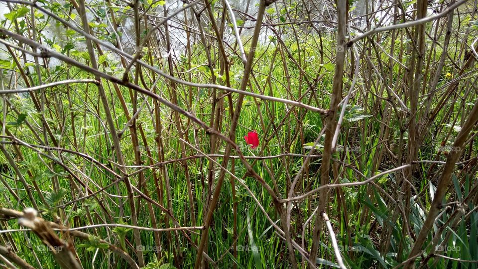 1x, 1 tulip among the wild and unwanted. The one and only out standing of all X.