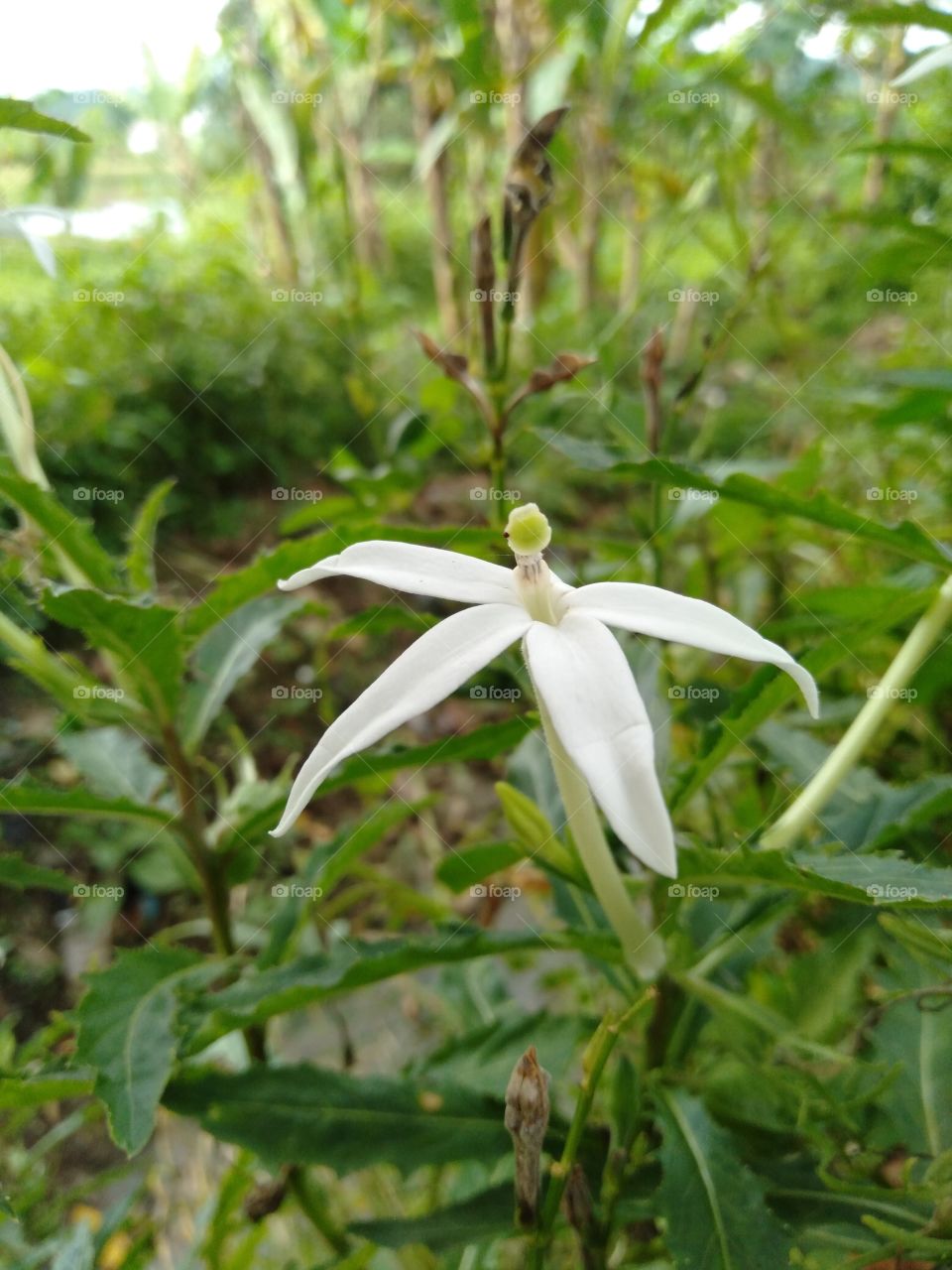This flower is very beautiful but who would have thought this flower is a flower from a blade of grass that lives in the residents' garden