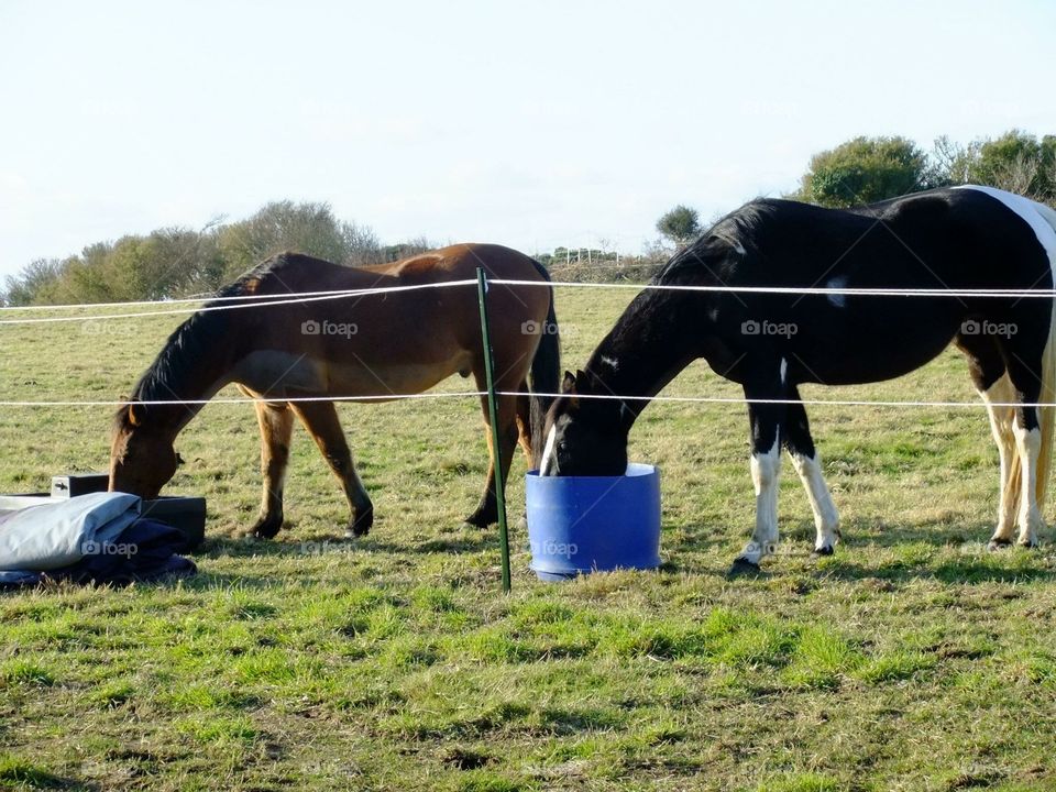 Horses feeding 