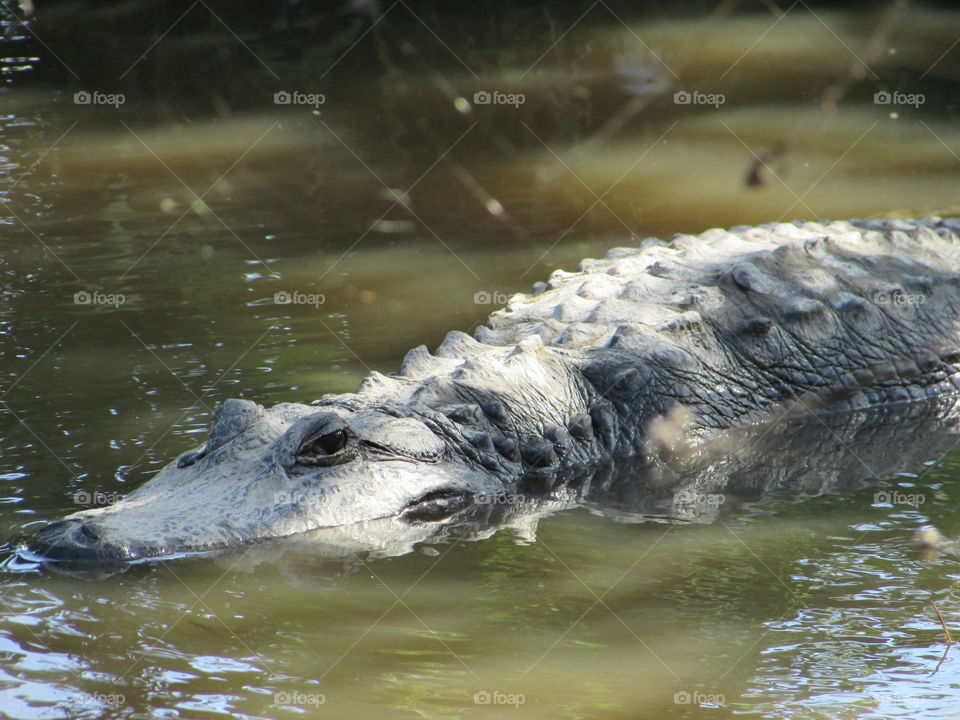 crocodile