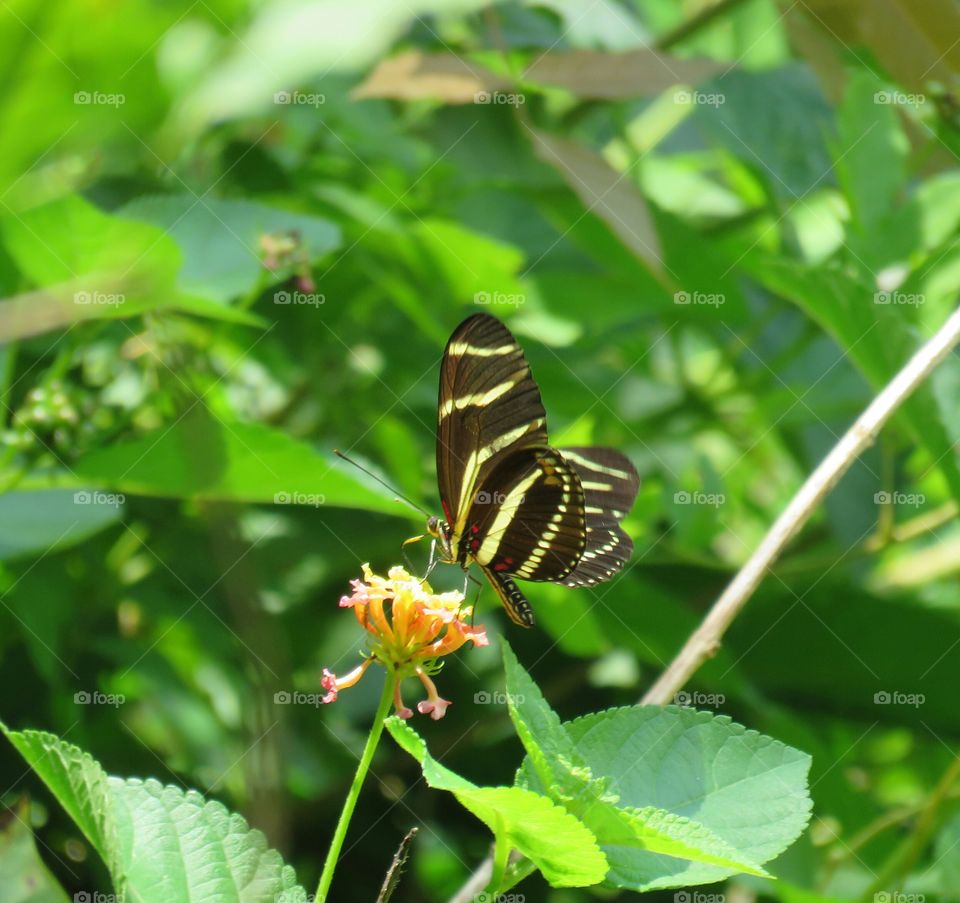 Striped butterfly