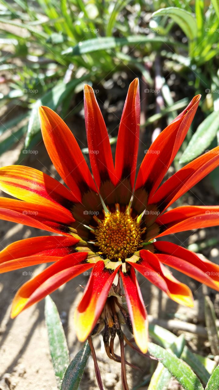 Red and yellow Daisy . brightly colored daisy