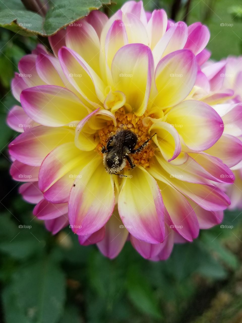 Bumblebee in the flower