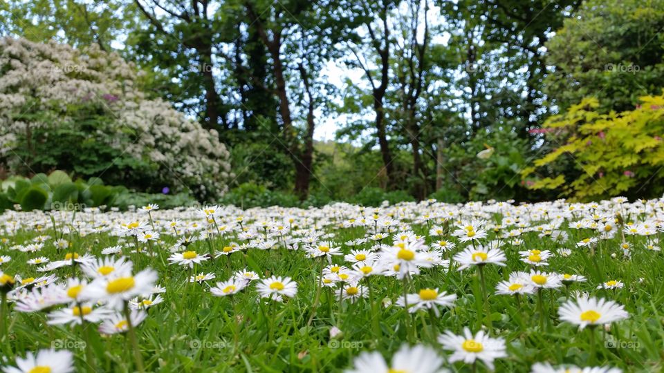 Garden. Daisy chain at the back garden