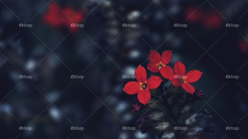 The earth smile in flowers