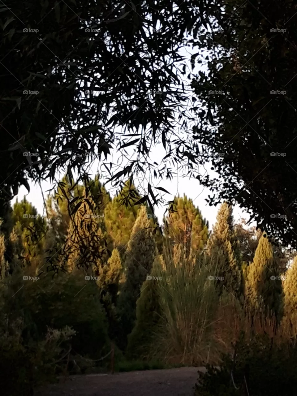 nature