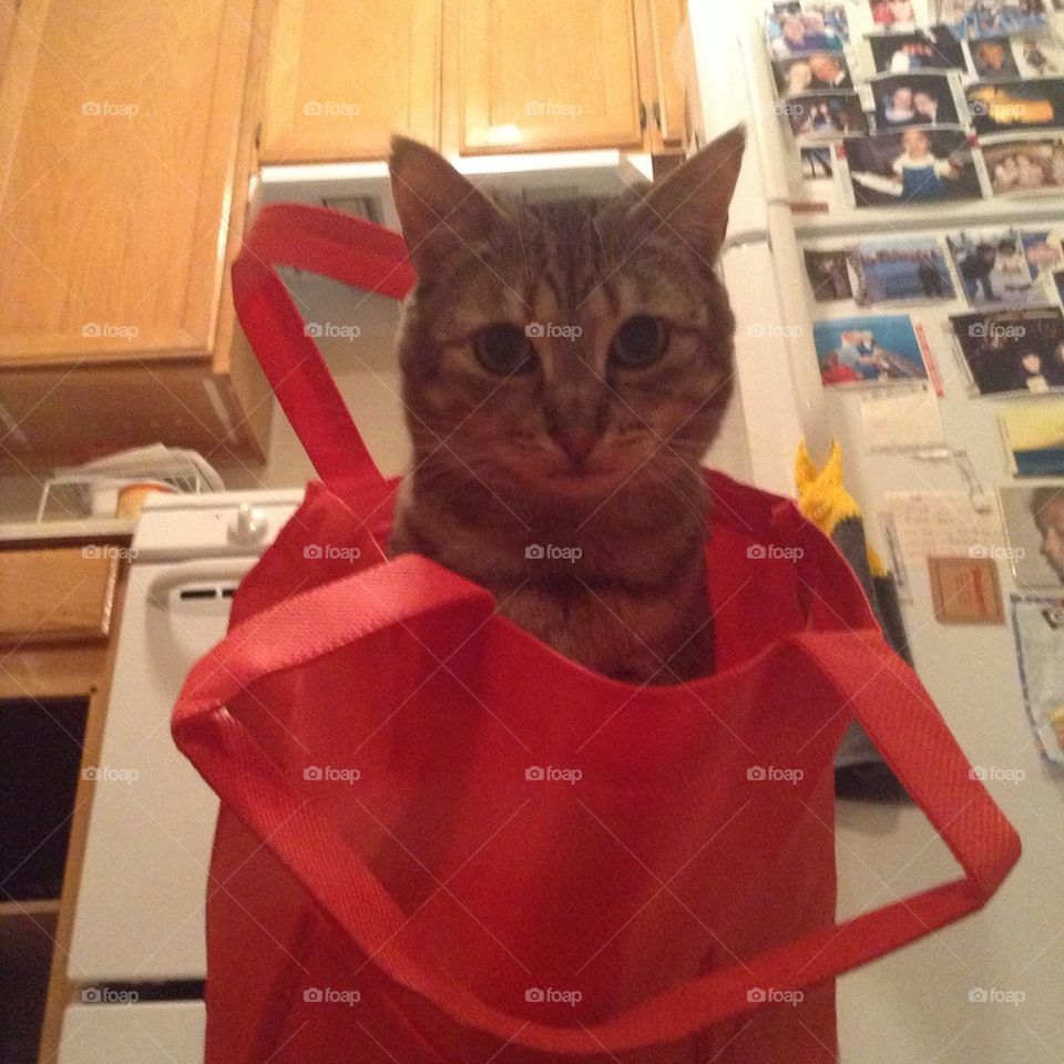 Cat in bag