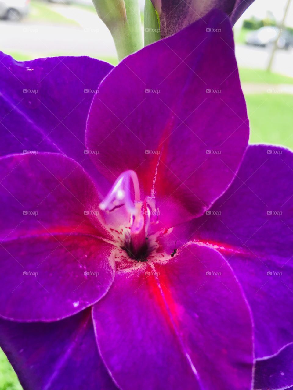 A beautiful purple Gladiolus tropical flower