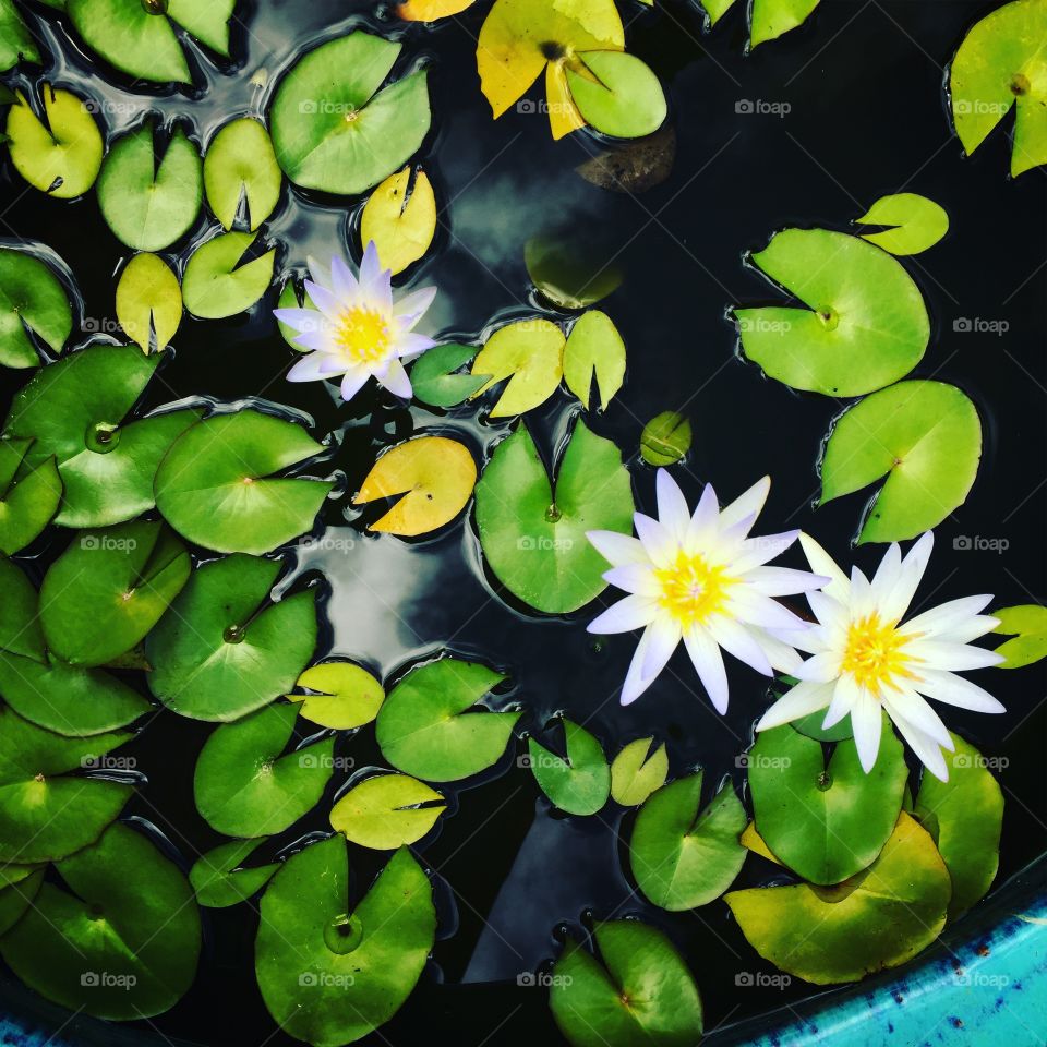 Crazy Plant People!, White Flowers And Lily Pads