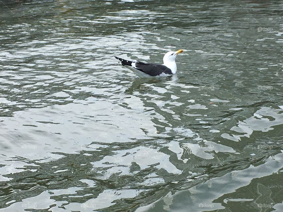 A seagull in the water