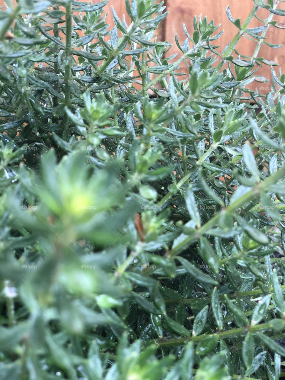 With a blurred foreground, this photo of a plant is more focused on the background. The calm green in different shades is visible all throughout this photo.