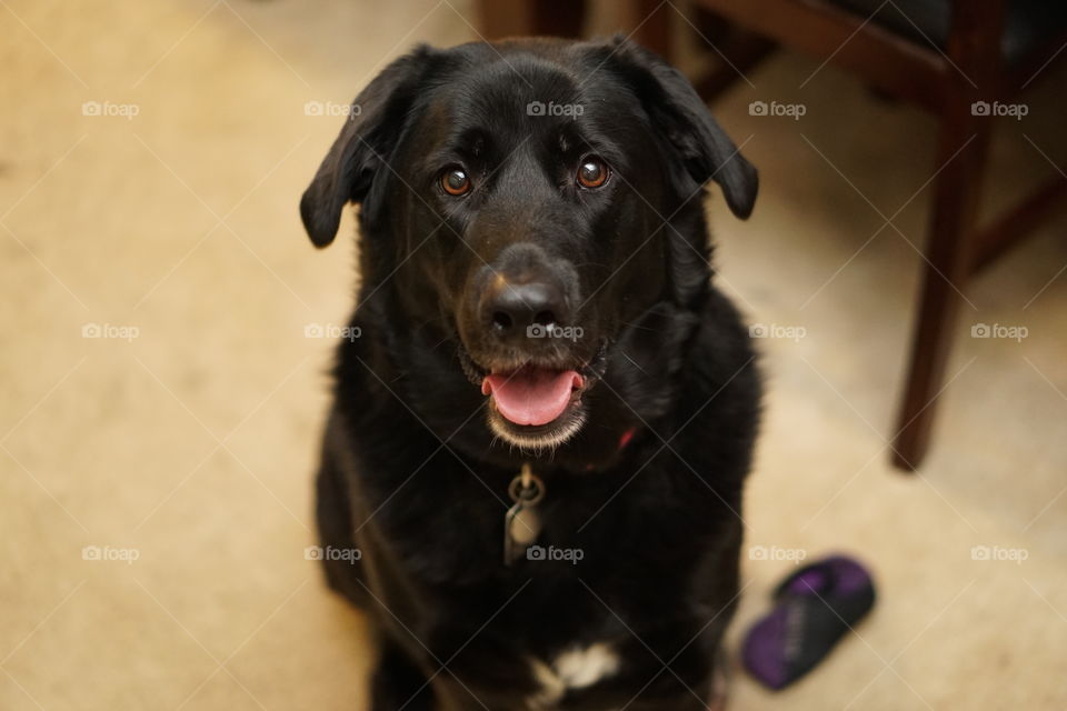 Happy pooch, this is my dog Keiko. Trying out a new portrait lense.