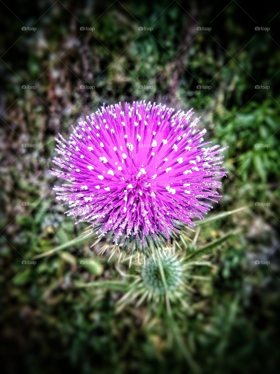 purple X Violet X white