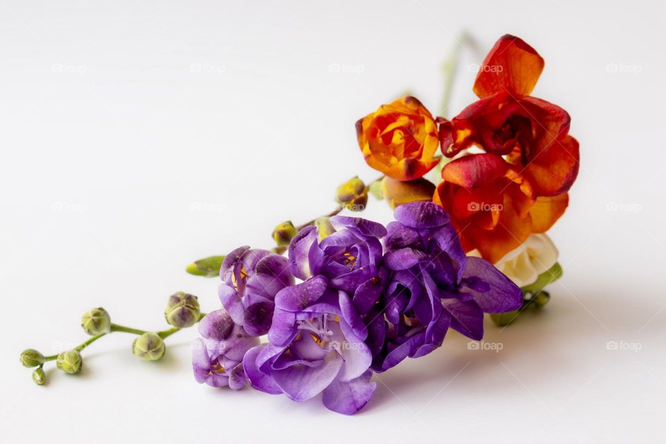 Beautiful colourful flowers on white background 